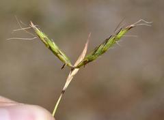 Cymbopogon pospischilii