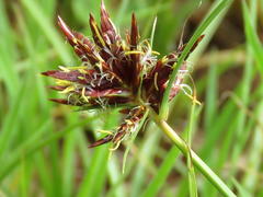 Cyperus usitatus
