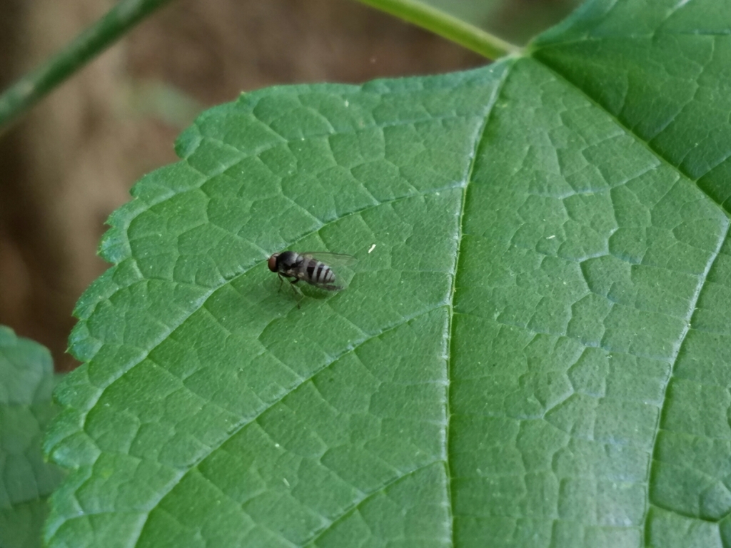 Platypeza millironi
