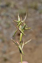 Cymbopogon pospischilii
