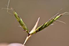Cymbopogon pospischilii