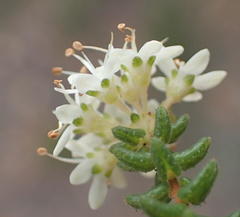 Agathosma planifolia