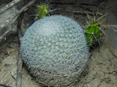 Mammillaria klissingiana