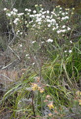Agathosma planifolia