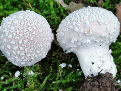 Lycoperdon mammiforme