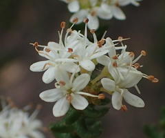 Agathosma planifolia
