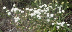 Agathosma planifolia