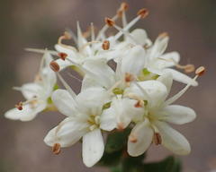 Agathosma planifolia
