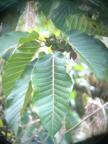 Ficus krukovii