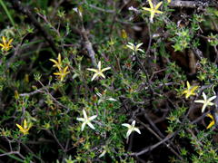 Wahlenbergia albens