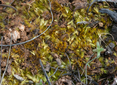 Campylopus subulatus