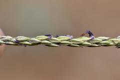 Digitaria argyrograpta