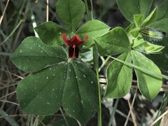 Lotus tetragonolobus