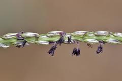 Digitaria argyrograpta