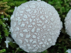 Lycoperdon mammiforme