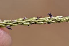Digitaria argyrograpta