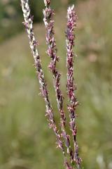Digitaria tricholaenoides