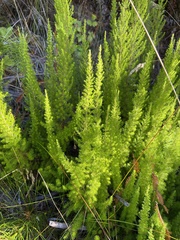Erica lusitanica