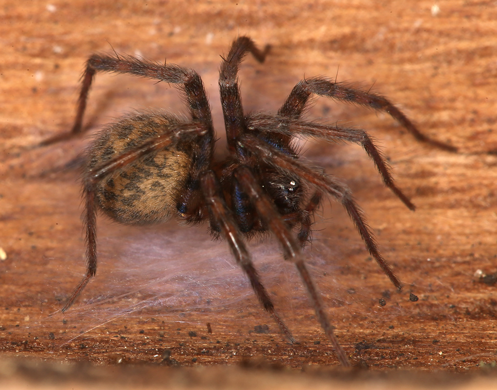Barn Funnel Weaver, photo 1 of 10