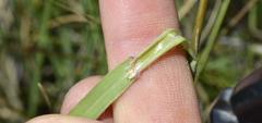 Digitaria tricholaenoides