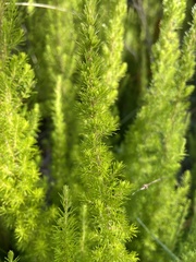 Erica lusitanica
