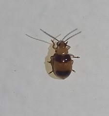 Monolepta bifasciata