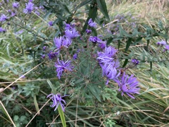 Symphyotrichum novae-angliae