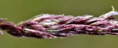 Digitaria tricholaenoides