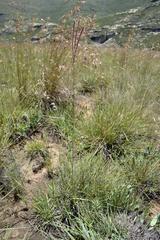 Digitaria tricholaenoides