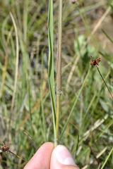 Digitaria tricholaenoides