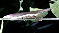 Bactrophora dominans