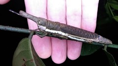 Bactrophora dominans