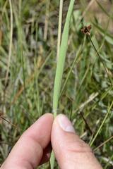 Digitaria tricholaenoides
