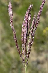 Digitaria tricholaenoides