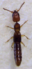 Whangareiella fulvipes