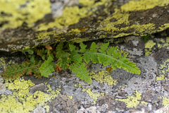 Woodsia asiatica