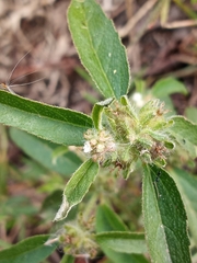 Croton glandulosus septentrionalis