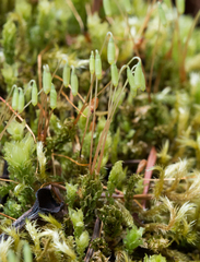 Plagiomnium venustum