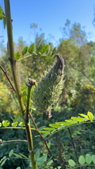 Astragalus canadensis