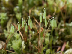 Plagiomnium venustum