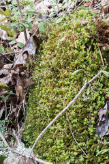 Plagiomnium venustum