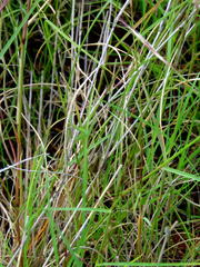 Aristida congesta barbicollis