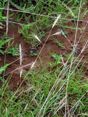 Aristida congesta barbicollis