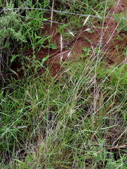 Aristida congesta barbicollis