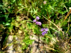 Conoclinium dissectum