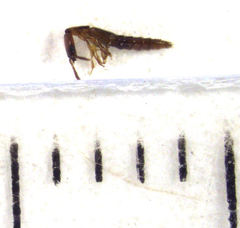 Whangareiella fulvipes