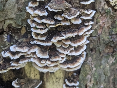Trametes versicolor
