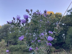 Symphyotrichum novae-angliae