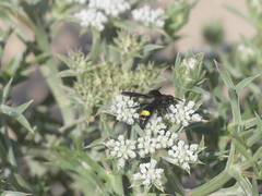 Scolia erythrocephala