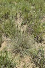 Diheteropogon filifolius